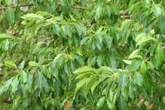 Excoecaria agallocha