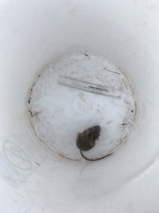 Peromyscus truei
