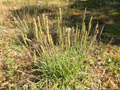 Plantago maritima serpentina