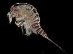 Thalestris longimana