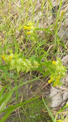 Rhinanthus serotinus aestivalis