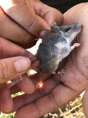 Peromyscus truei