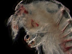 Thalestris longimana