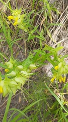 Rhinanthus serotinus aestivalis