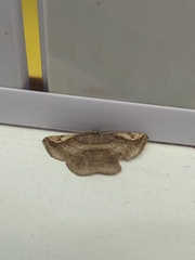 Sphacelodes quadrilineata