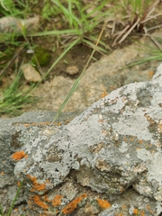 Schizocephala bicornis