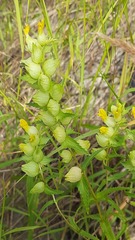 Rhinanthus serotinus aestivalis