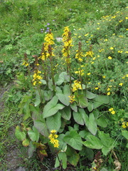 Ligularia subsagittata