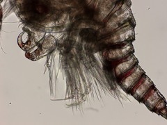 Thalestris longimana