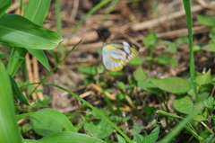 Appias libythea peducaea