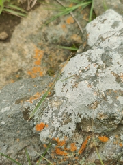 Schizocephala bicornis