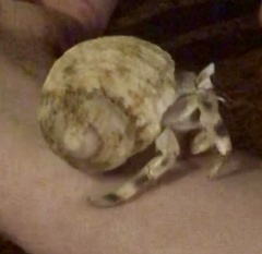 Coenobita scaevola