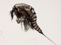 Thalestris longimana