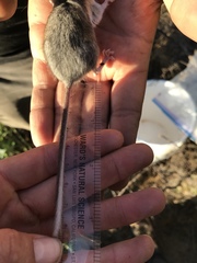 Peromyscus truei