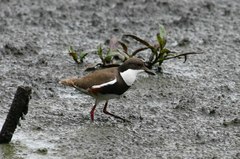 Erythrogonys cinctus