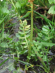 Cardamine uliginosa