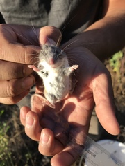 Peromyscus truei