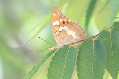 Apatura ilia