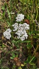 Achillea millefolium