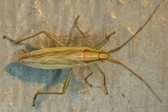 Stenodema trispinosum