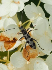 Chlorophorus herbstii