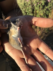 Peromyscus truei