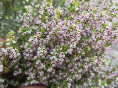 Erica hispidula hispidula