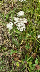 Achillea millefolium