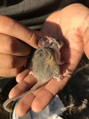 Peromyscus truei
