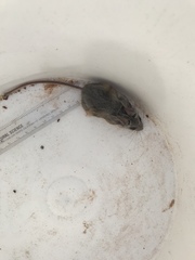 Peromyscus truei