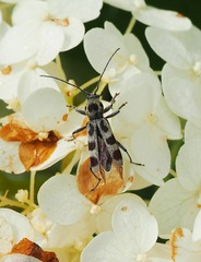 Chlorophorus herbstii