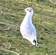 Chroicocephalus ridibundus