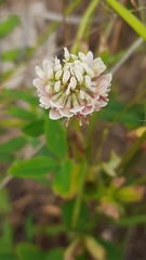 Trifolium repens