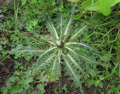Cirsium rhizocephalum