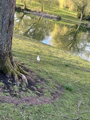 Chroicocephalus ridibundus