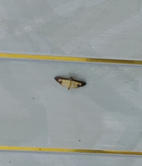 Mesocondyla dardusalis