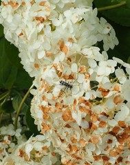 Chlorophorus herbstii