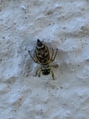Heliophanus tribulosus