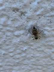 Heliophanus tribulosus