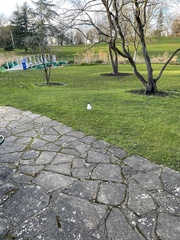 Chroicocephalus ridibundus