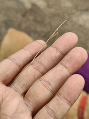 Schizocephala bicornis