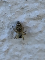 Heliophanus tribulosus