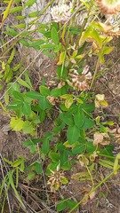 Trifolium repens