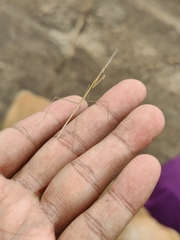 Schizocephala bicornis