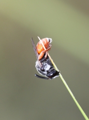 Ammobatoides abdominalis