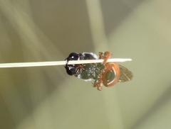 Ammobatoides abdominalis