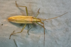 Stenodema trispinosum