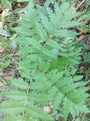 Sorbus aucuparia