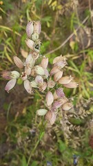 Silene vulgaris