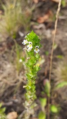 Euphrasia frigida